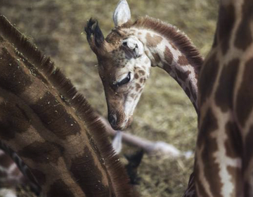 Girafas correm risco de extinção