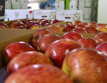 Vita Frutta ativa em Flores da Cunha