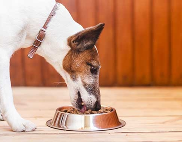 Saiba como perceber sinais de diabetes no seu pet