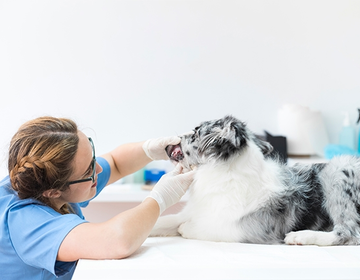 Animais de estimação também precisam escovar os dentes