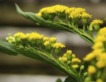 5 plantas para melhorar a energia do lar