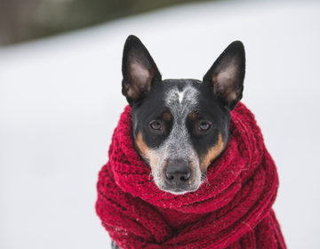 5 cuidados com os cachorros no inverno