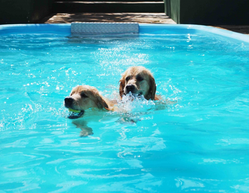 Cães na piscina: como cuidar?