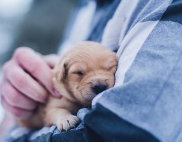 Curso de Veterinária dá orientações em evento na UCS