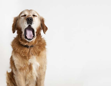 Dicas para cuidar do cão idoso