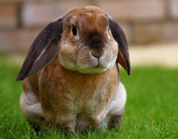 Coelhos, microchipagem e outras ideias para os animal lovers