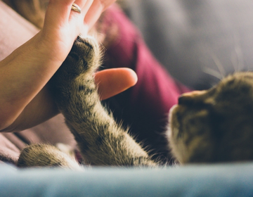 Assinada lei que permite animais em hospitais