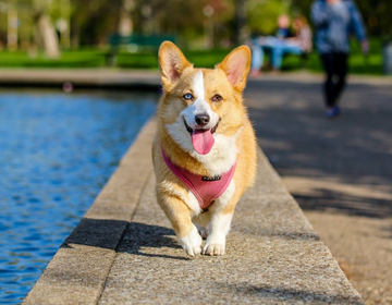 Festa dos Pets e Vet Day na universidade